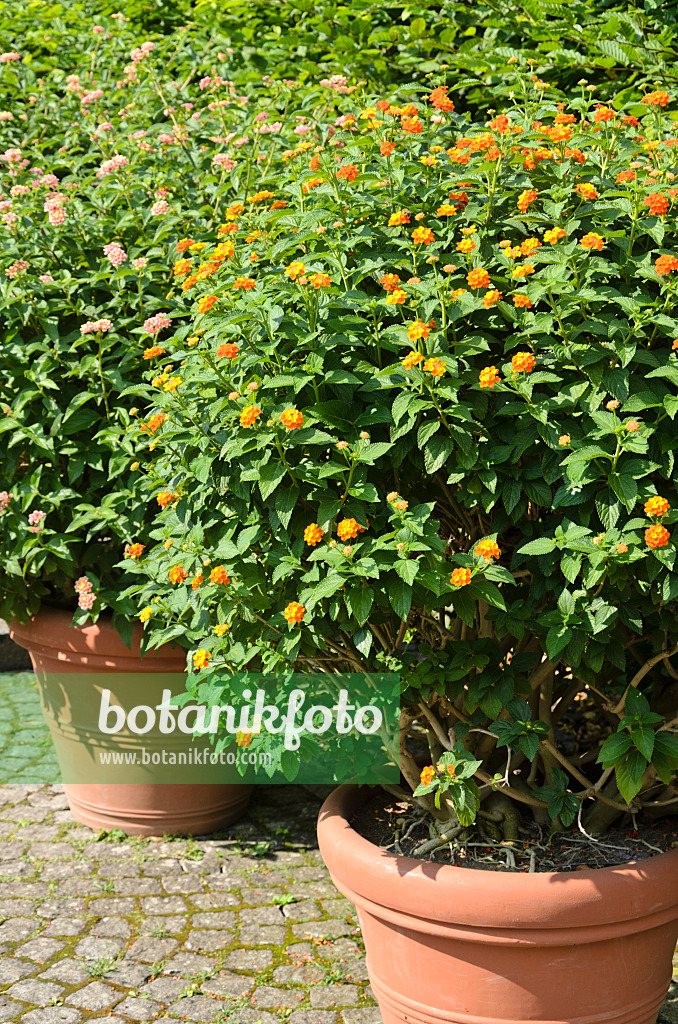 522101 - Wandelröschen (Lantana camara)