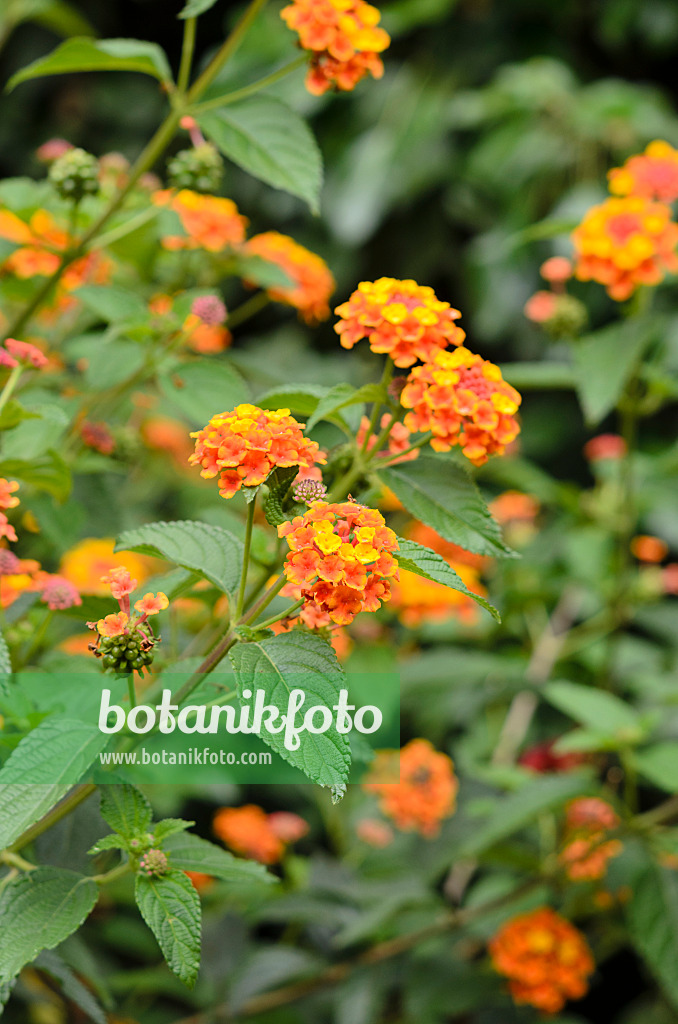 535122 - Wandelröschen (Lantana camara)