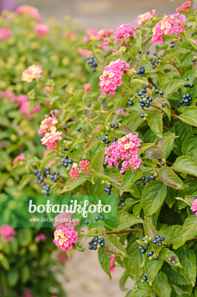 535444 - Wandelröschen (Lantana camara)