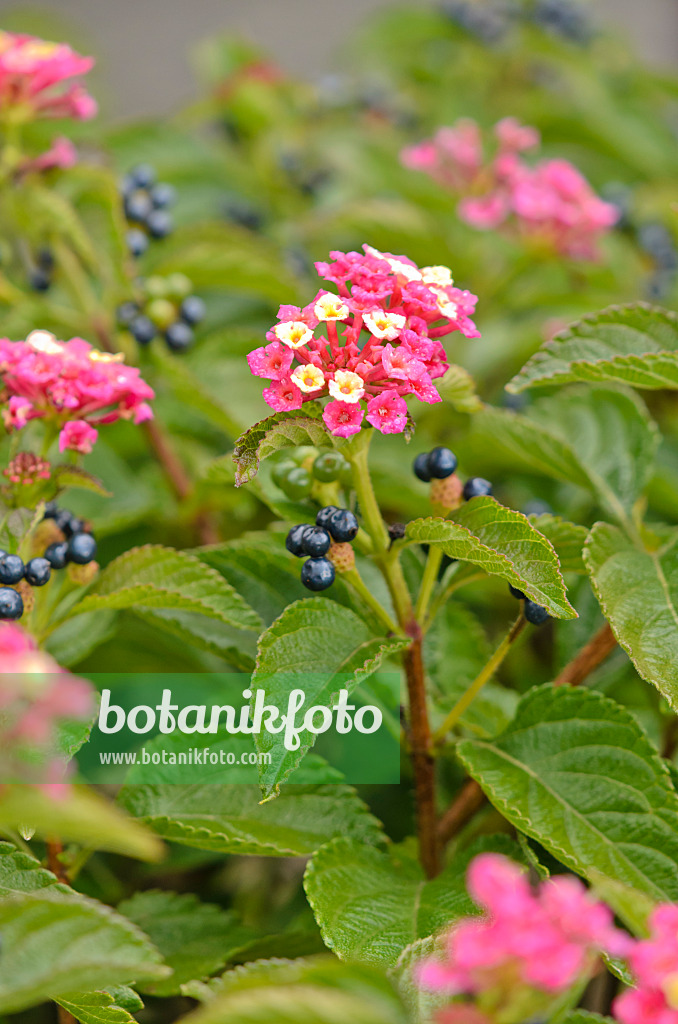 535446 - Wandelröschen (Lantana camara)