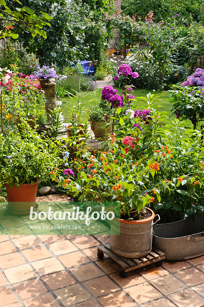 474354 - Wandelröschen (Lantana camara) auf einer Terrasse