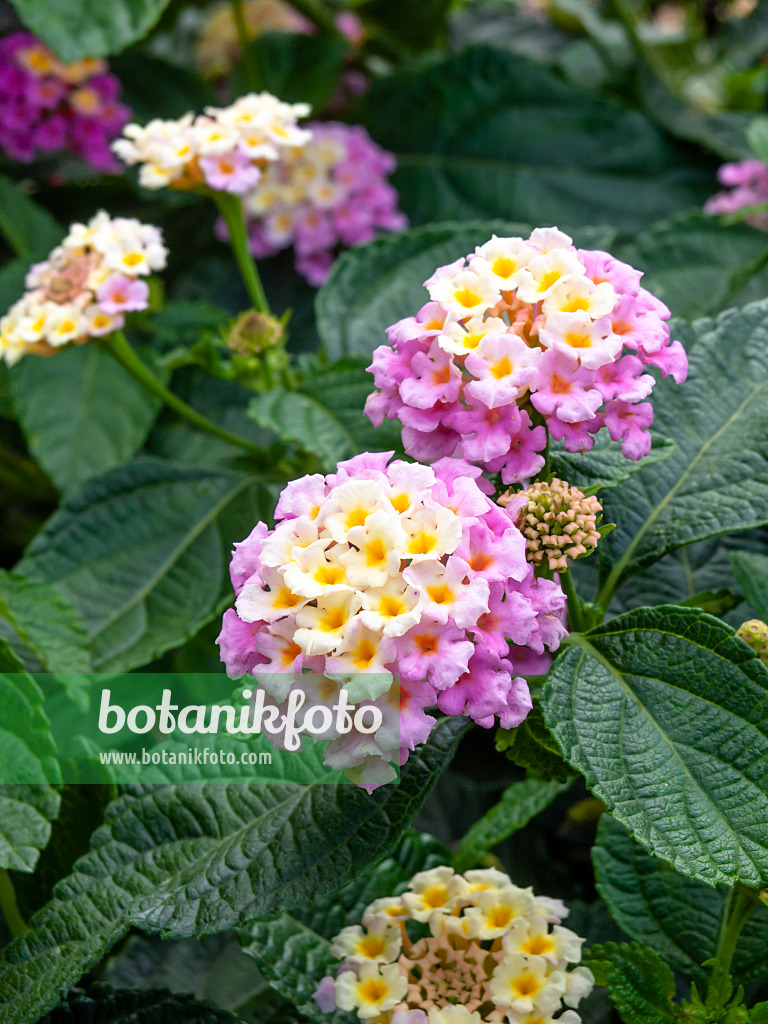 462173 - Wandelröschen (Lantana camara 'Fabiola')