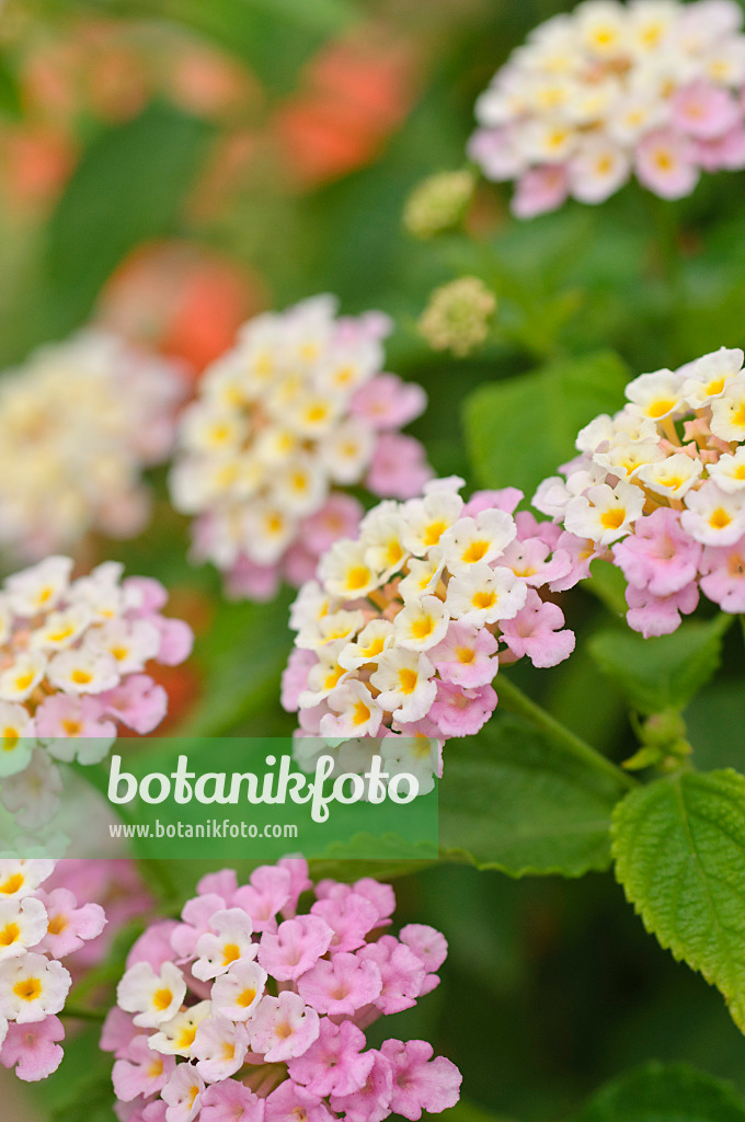 486163 - Wandelröschen (Lantana camara 'Fabiola')