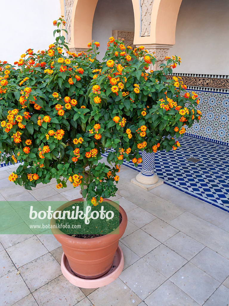 429031 - Wandelröschen (Lantana camara) in einem orientalischen Garten, Erholungspark Marzahn, Berlin, Deutschland