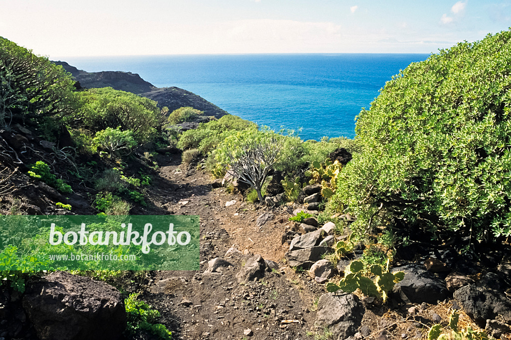 397076 - Wanderweg, Naturschutzgebiet Tamadaba, Gran Canaria, Spanien