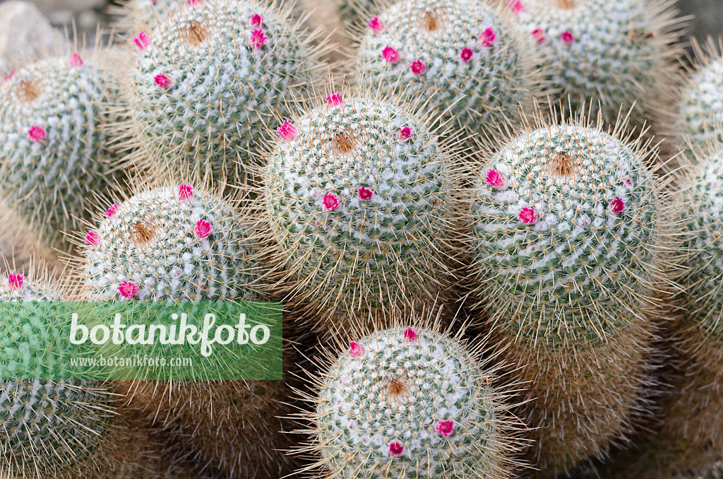 535012 - Warzenkaktus (Mammillaria geminispina)