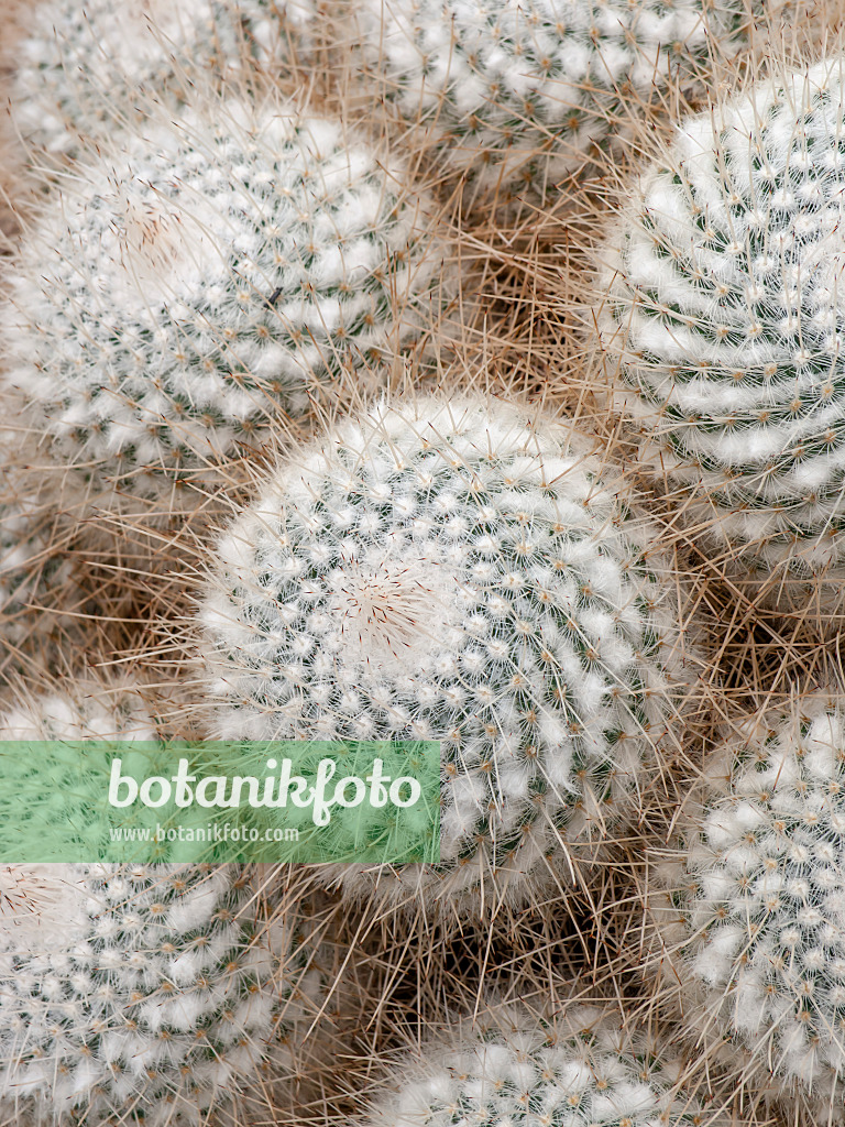 448101 - Warzenkaktus (Mammillaria geminispina var. nobilis)