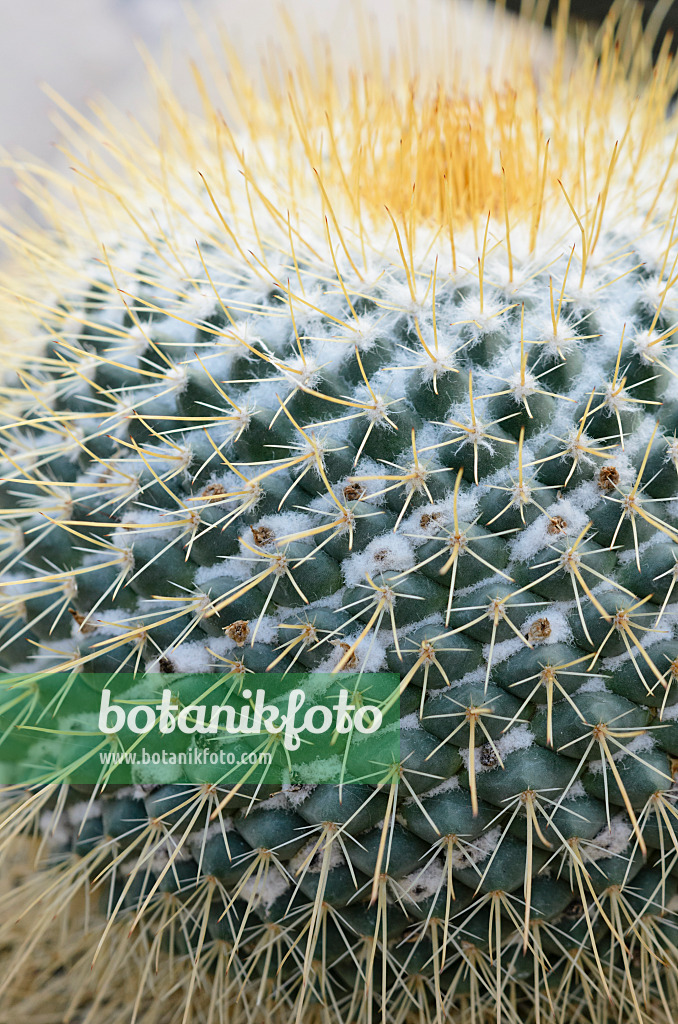 529083 - Warzenkaktus (Mammillaria petersonii)