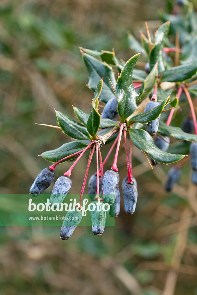 554016 - Warzige Berberitze (Berberis verruculosa)