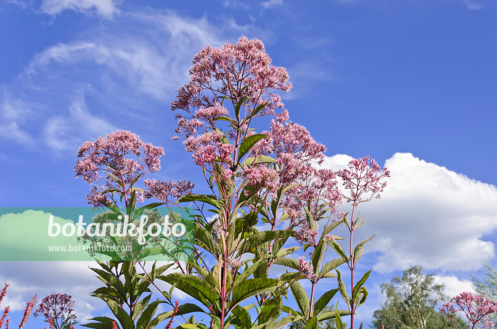 535063 - Wasserdost (Eupatorium maculatum syn. Eutrochium maculatum)