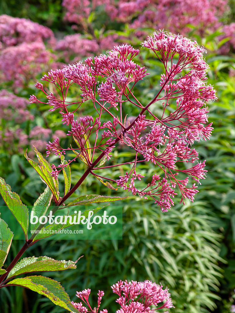 428232 - Wasserdost (Eupatorium maculatum 'Glutball' syn. Eutrochium maculatum 'Glutball')