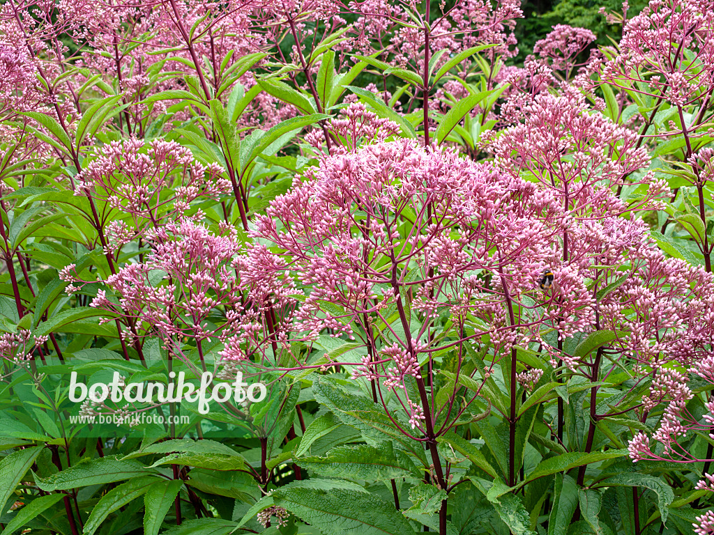 463014 - Wasserdost (Eupatorium maculatum 'Glutball' syn. Eutrochium maculatum 'Glutball')