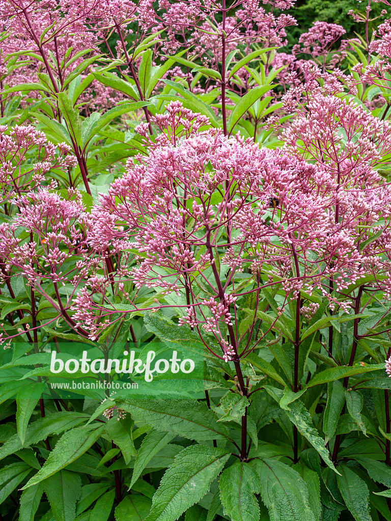 463015 - Wasserdost (Eupatorium maculatum 'Glutball' syn. Eutrochium maculatum 'Glutball')