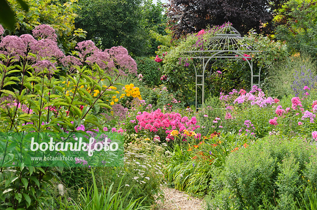 534522 - Wasserdost (Eupatorium), Staudenphlox (Phlox paniculata) und Rose (Rosa) mit Gartenpavillon