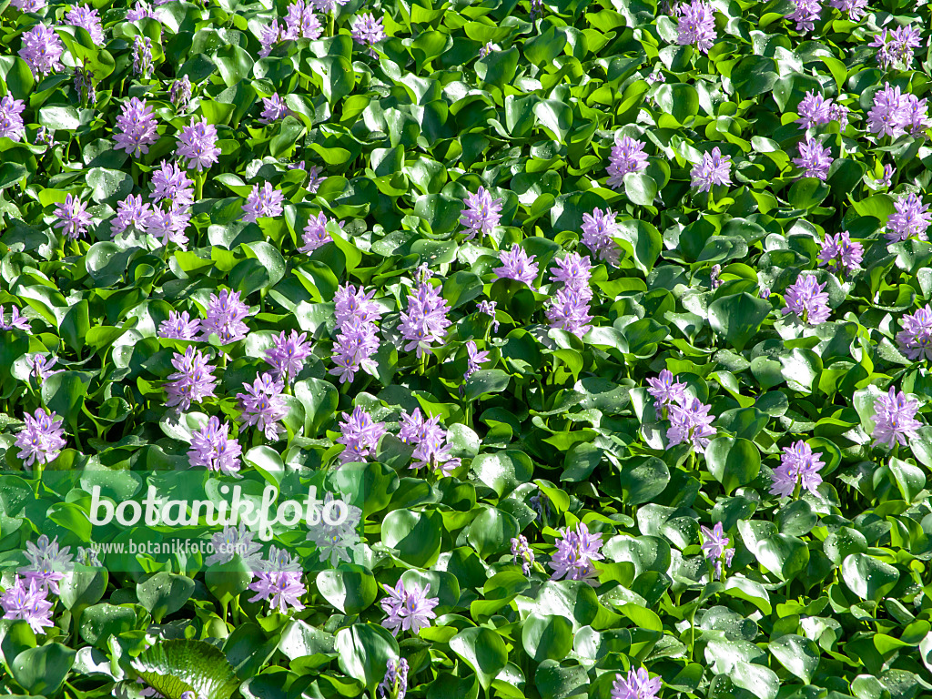 434286 - Wasserhyazinthe (Eichhornia crassipes)