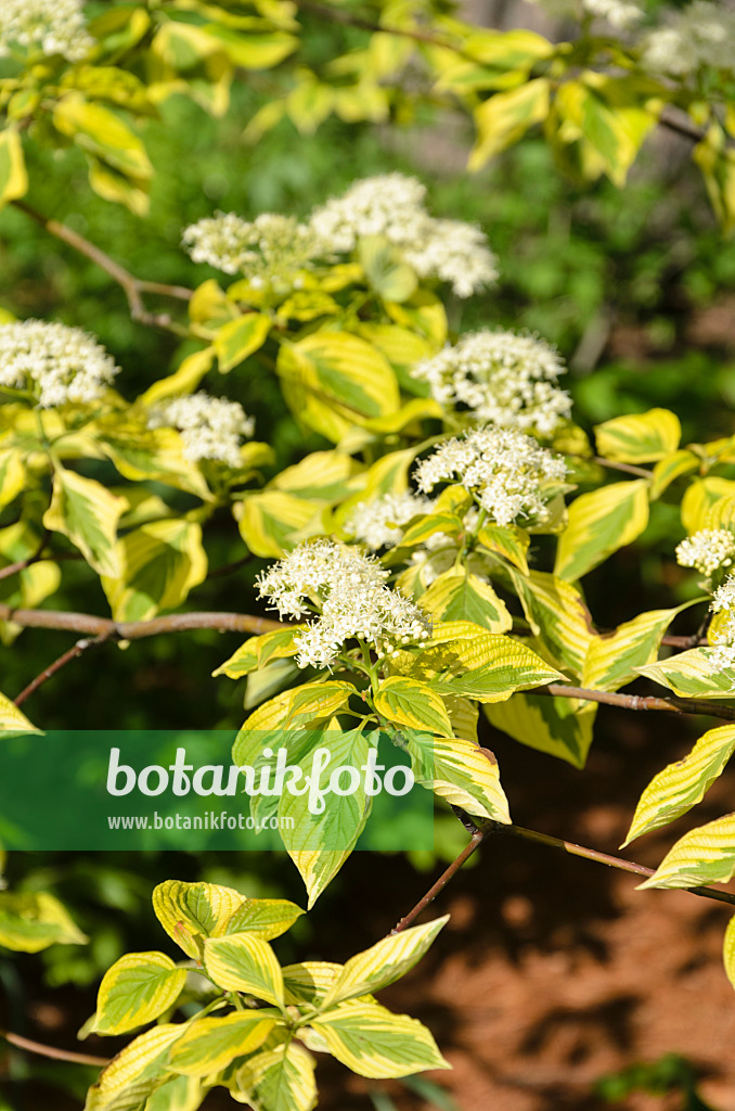 508195 - Wechselblättriger Hartriegel (Cornus alternifolia 'Golden Shadows')