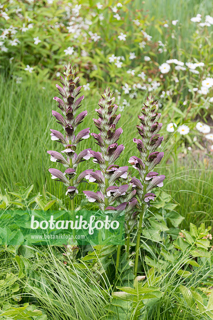 638005 - Weicher Bärenklau (Acanthus mollis)