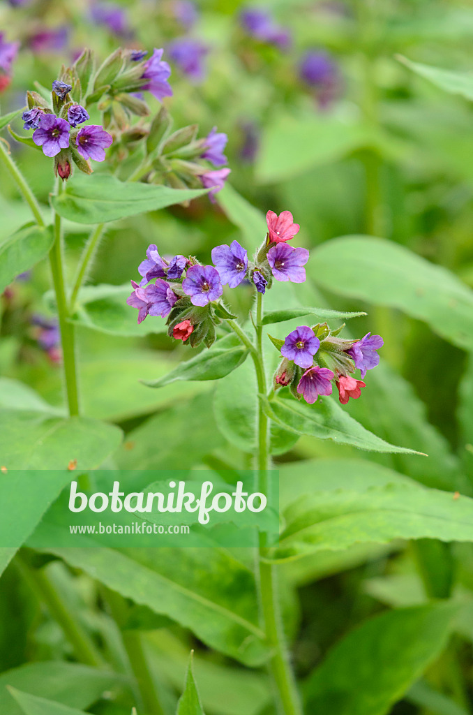 520107 - Weiches Lungenkraut (Pulmonaria mollis)