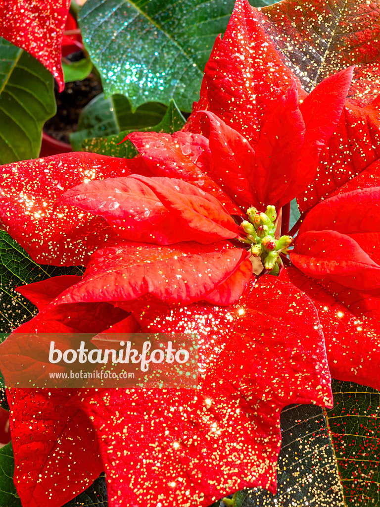 444026 - Weihnachtsstern (Euphorbia pulcherrima) mit Glitter