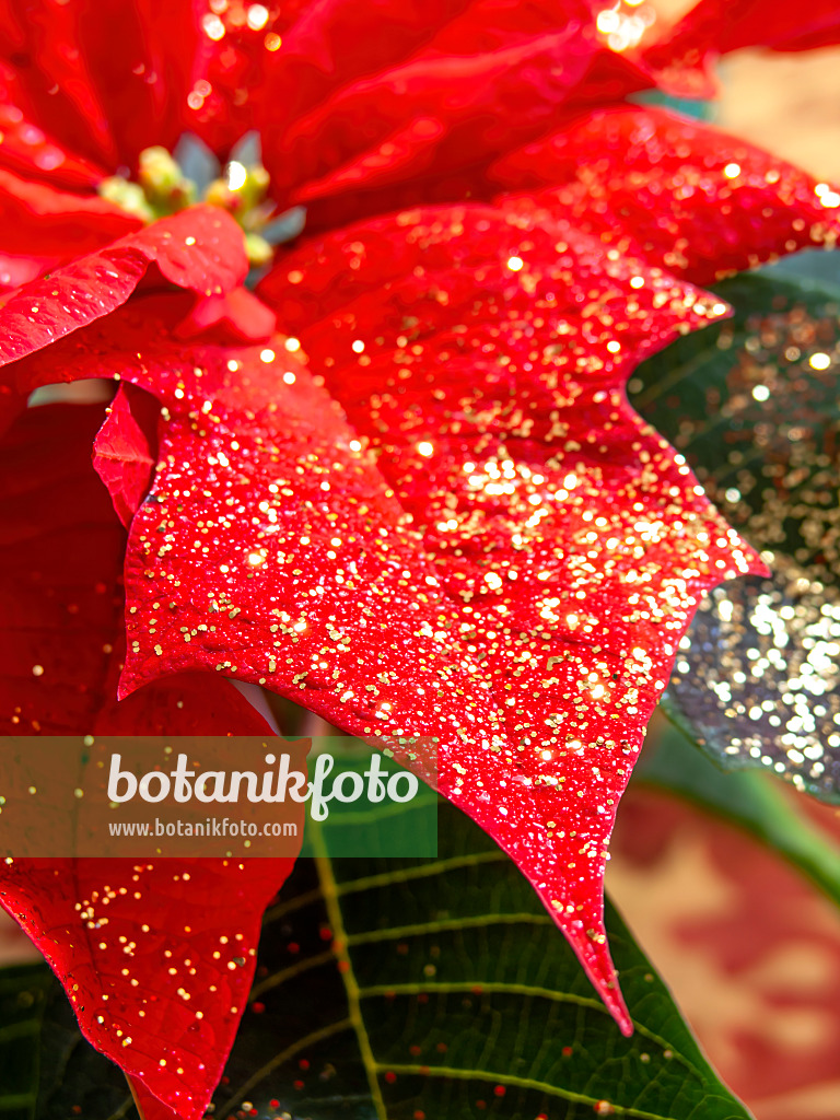 444027 - Weihnachtsstern (Euphorbia pulcherrima) mit Glitter