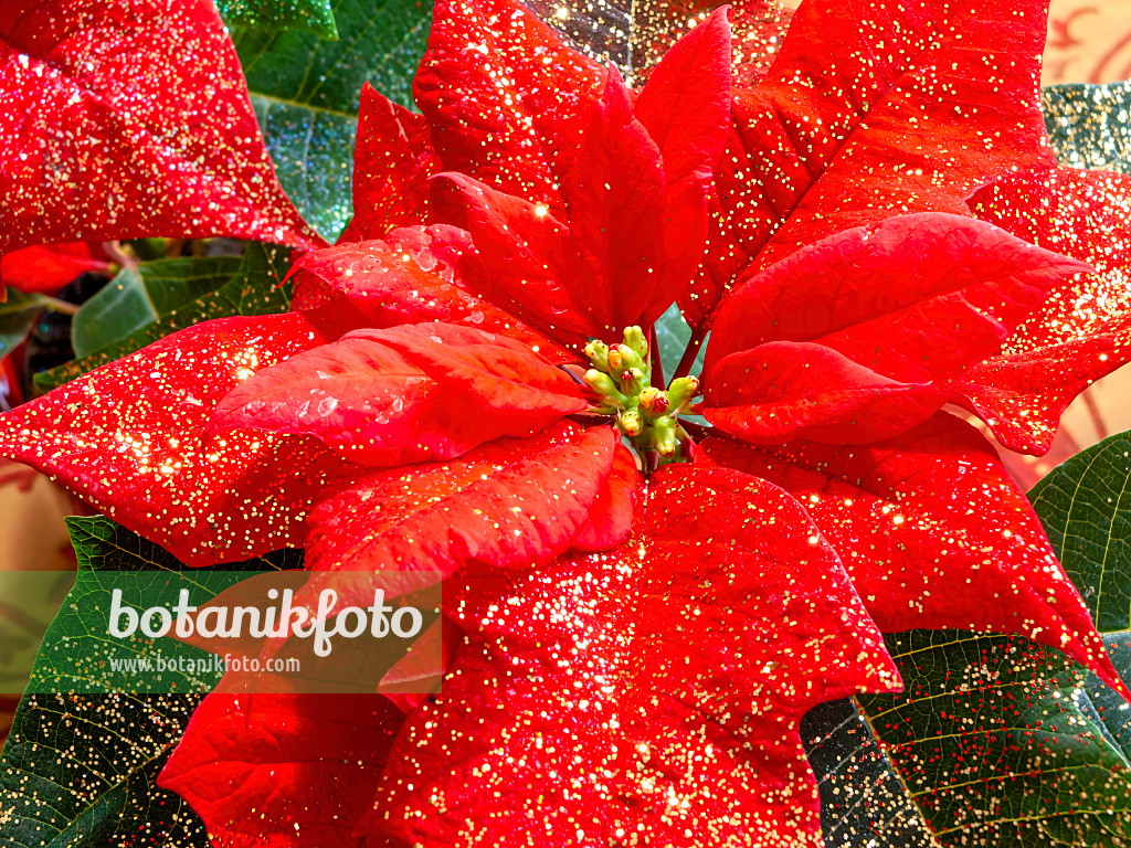 444028 - Weihnachtsstern (Euphorbia pulcherrima) mit Glitter