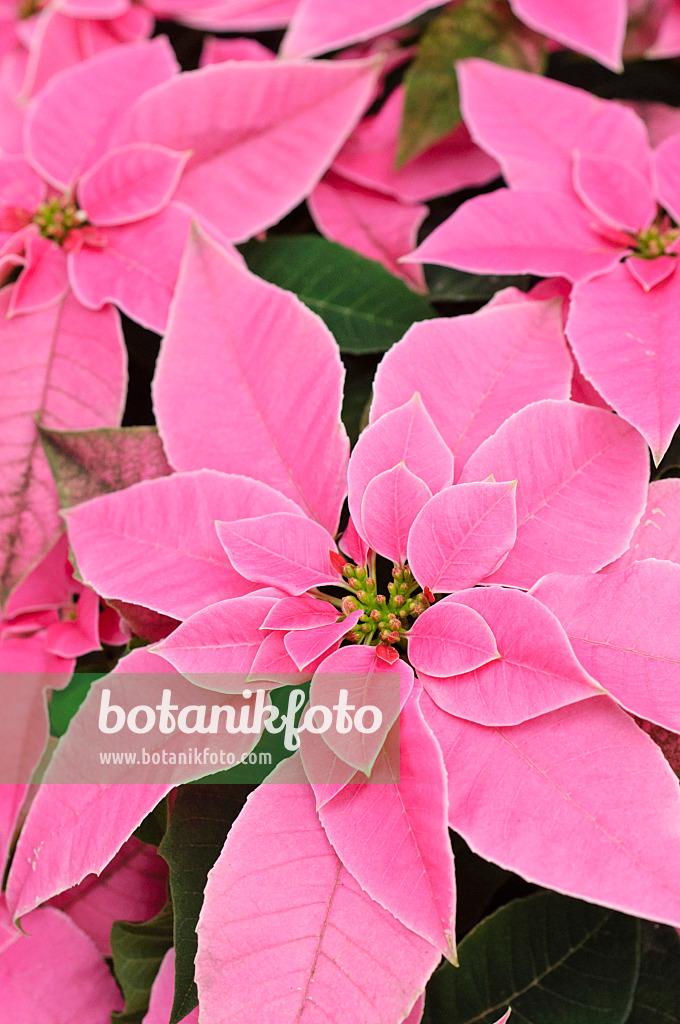 477076 - Weihnachtsstern (Euphorbia pulcherrima 'Princettia Hot Pink')