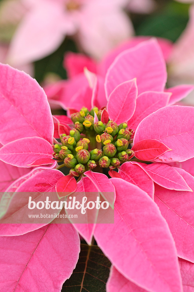 489016 - Weihnachtsstern (Euphorbia pulcherrima 'Princettia Hot Pink')