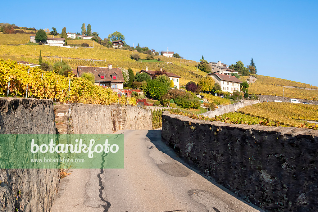 453175 - Weinberge am Genfer See, Lavaux, Schweiz