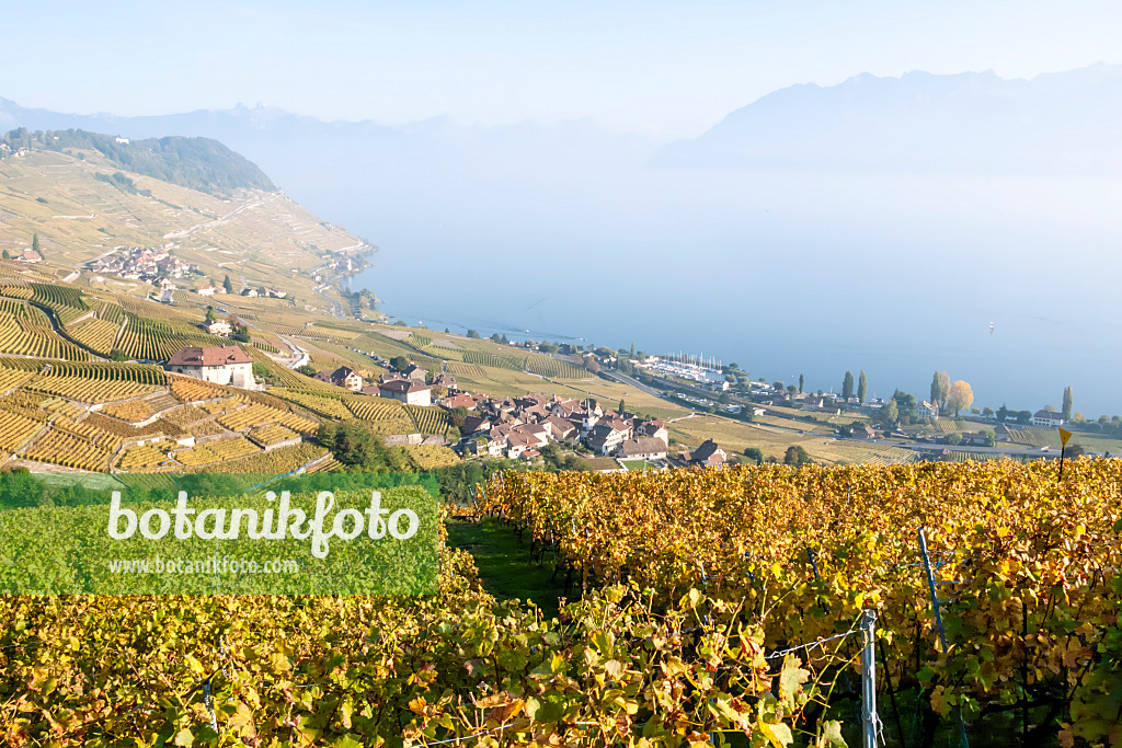 453176 - Weinberge am Genfer See, Lavaux, Schweiz