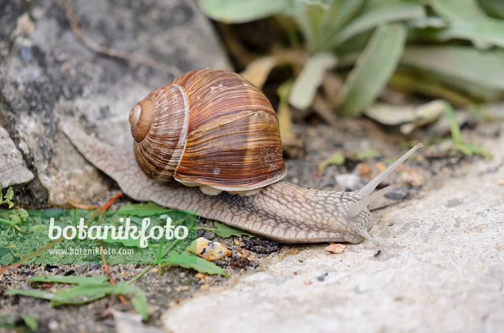 524002 - Weinbergschnecke (Helix pomatia) mit ausgestreckten Fühlern