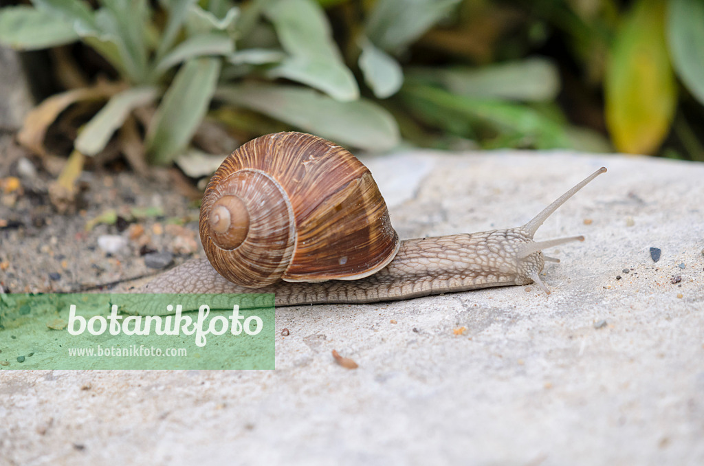 524003 - Weinbergschnecke (Helix pomatia) mit ausgestreckten Fühlern überquert einen Weg