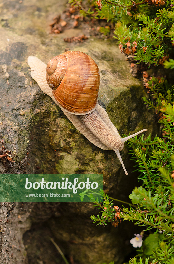 521016 - Weinbergschnecke (Helix pomatia) rutscht einen Felsenstein hinab und schaut in den Abgrund