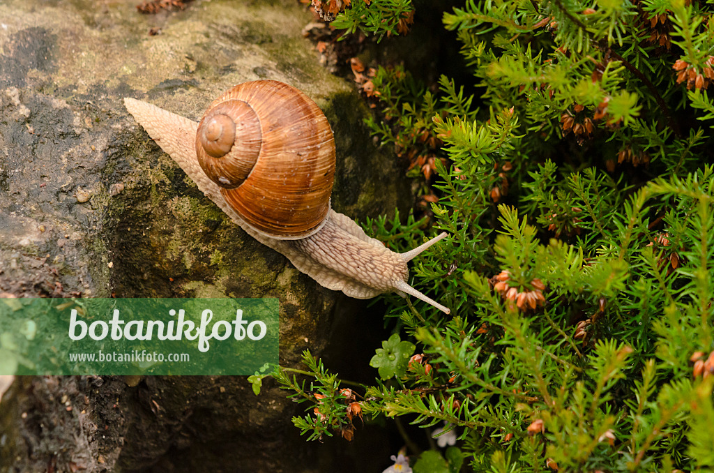 521017 - Weinbergschnecke (Helix pomatia) rutscht einen Felsenstein hinab und schaut in den Abgrund