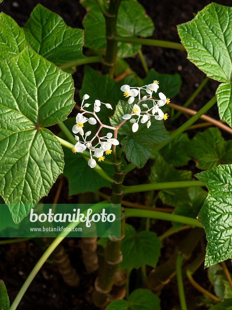 456030 - Weinblättrige Begonie (Begonia reniformis)