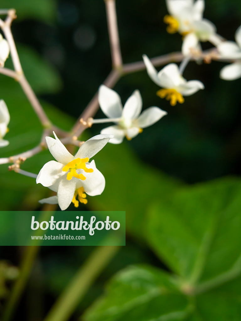 456031 - Weinblättrige Begonie (Begonia reniformis)