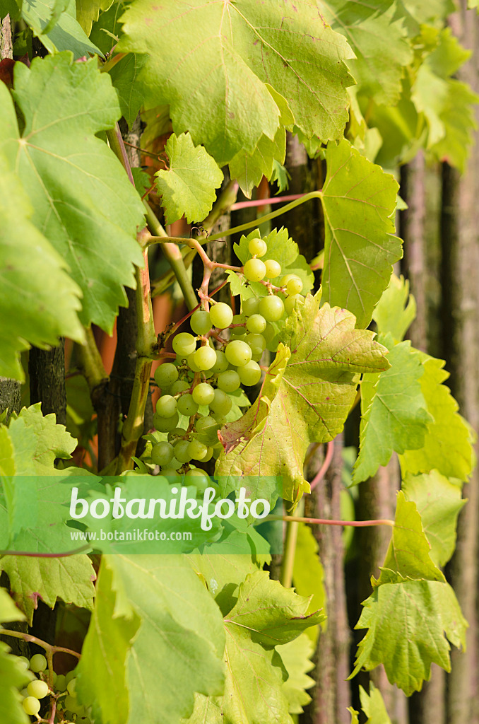 523168 - Weinrebe (Vitis vinifera)