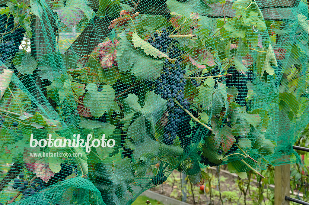 524101 - Weinrebe (Vitis vinifera) mit Vogelschutznetz