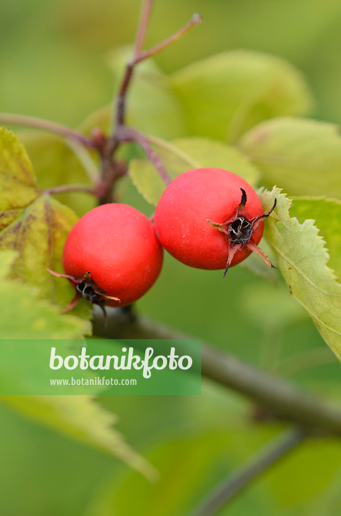 524100 - Weißdorn (Crataegus durobrivensis)