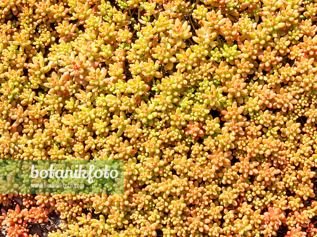 439112 - Weiße Fetthenne (Sedum album 'Coral Carpet')