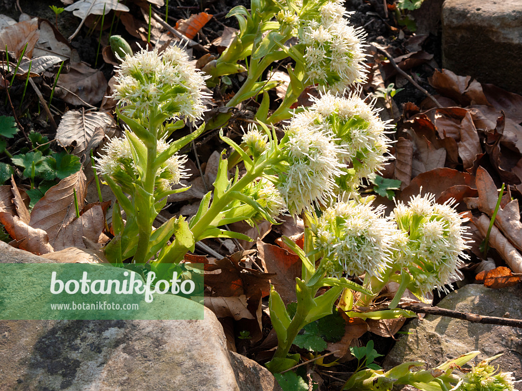 400004 - Weiße Pestwurz (Petasites albus)