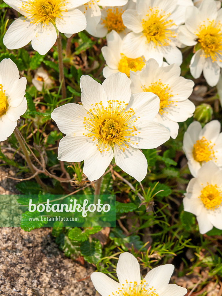 437182 - Weiße Silberwurz (Dryas octopetala)