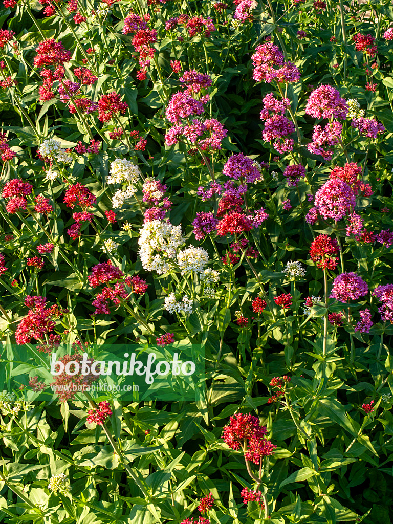 438226 - Weiße Spornblume (Centranthus ruber 'Albus') und Rote Spornblume (Centranthus ruber 'Coccineus')