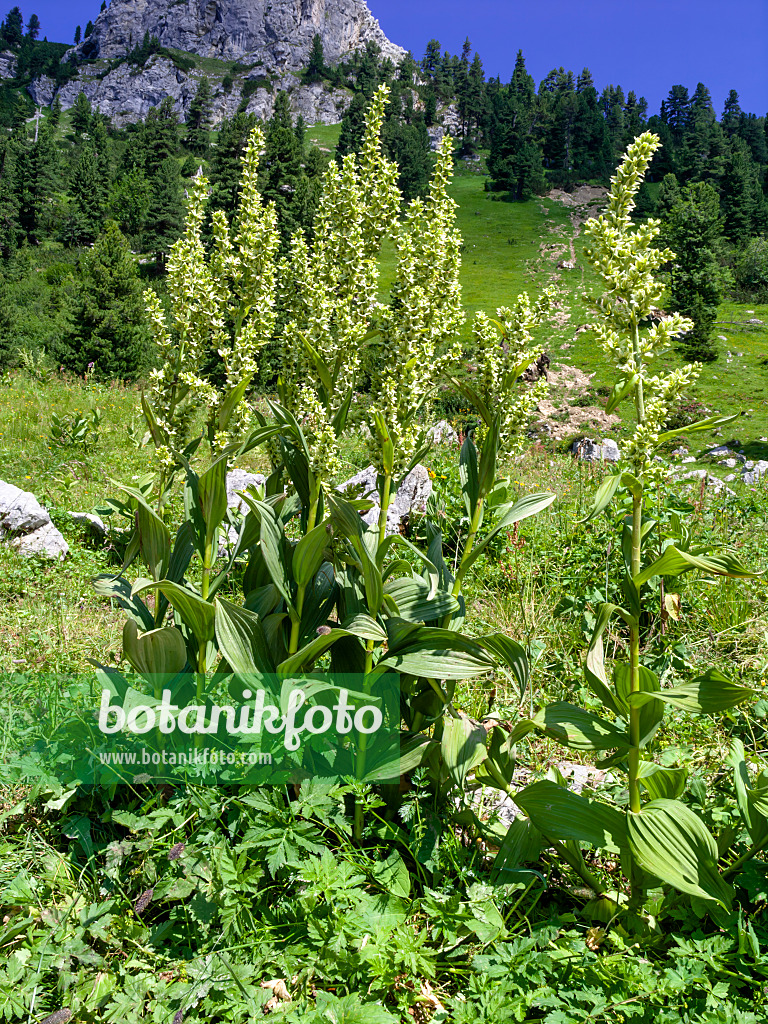 439342 - Weißer Germer (Veratrum album), Naturschutzgebiet Wettersteingebirge, Deutschland