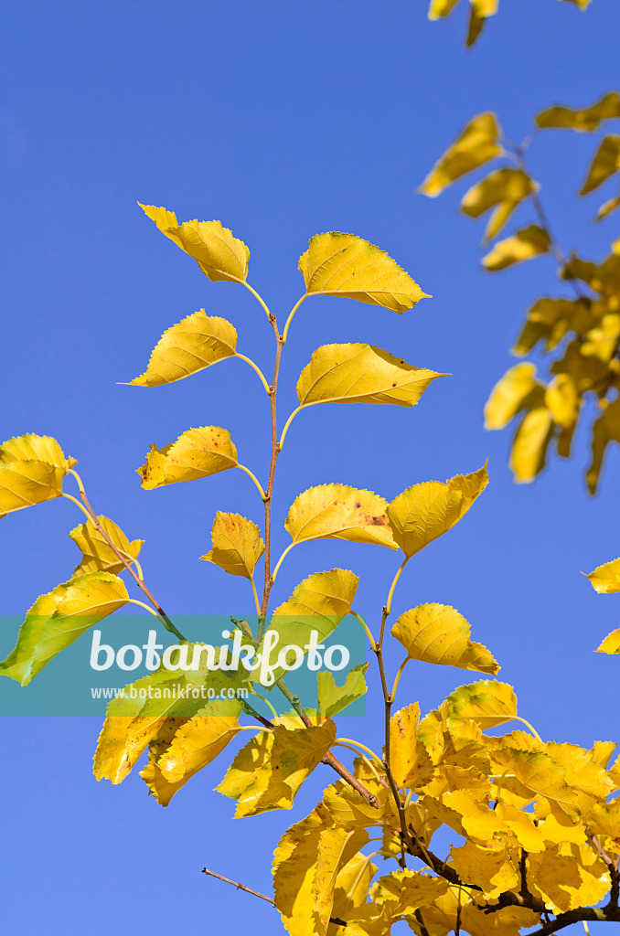 525363 - Weißer Maulbeerbaum (Morus alba)