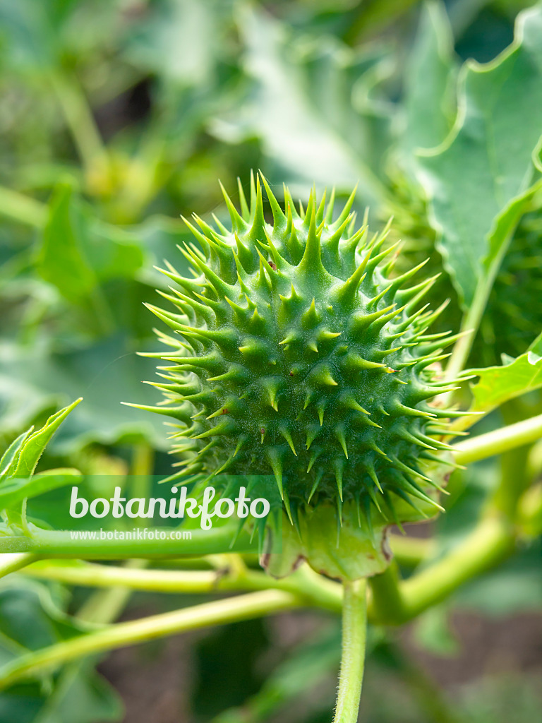 429124 - Weißer Stechapfel (Datura stramonium)