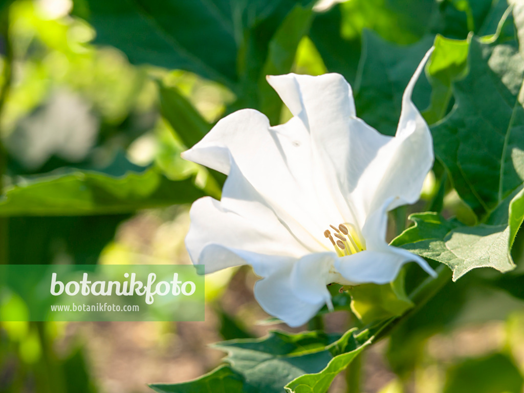 439086 - Weißer Stechapfel (Datura stramonium)