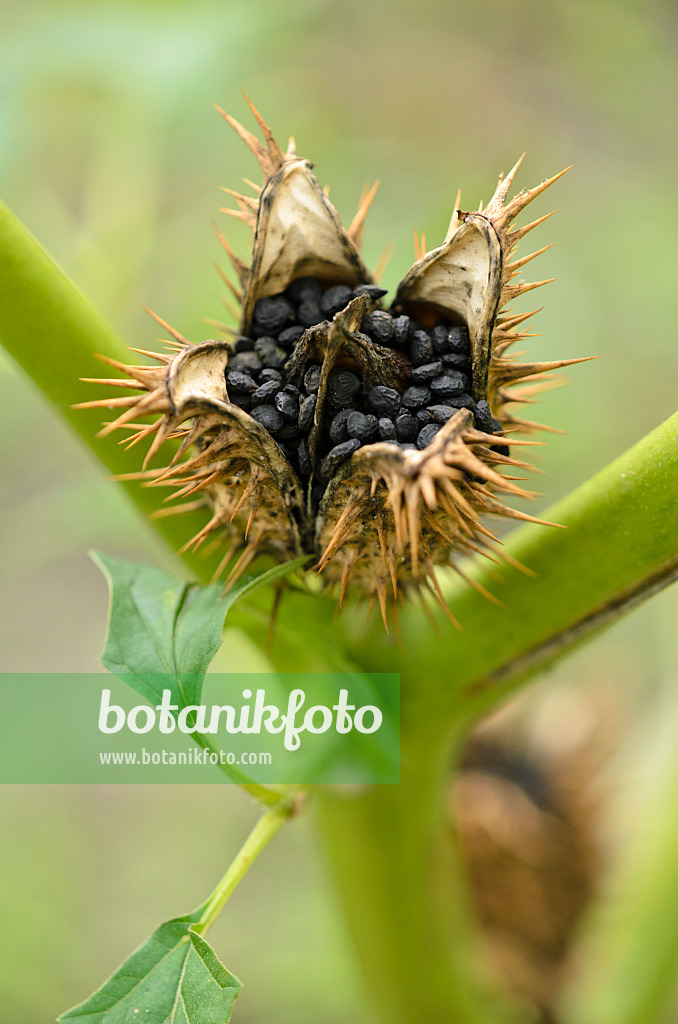 524167 - Weißer Stechapfel (Datura stramonium)