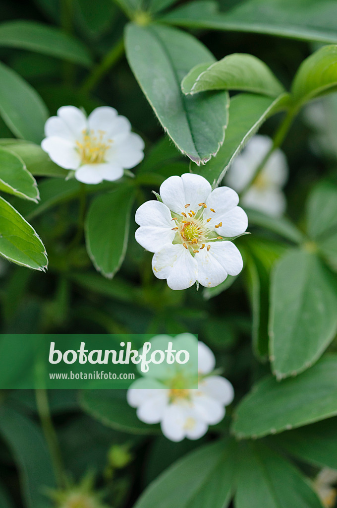 471336 - Weißes Fingerkraut (Potentilla alba)