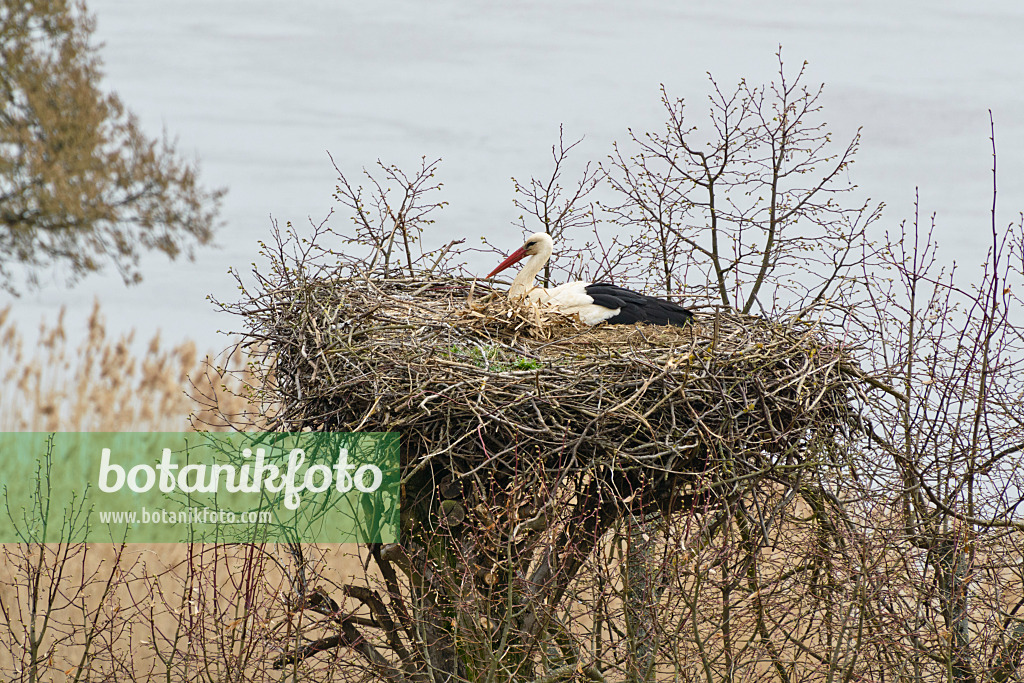 555020 - Weißstorch (Ciconia ciconia) in seinem Nest