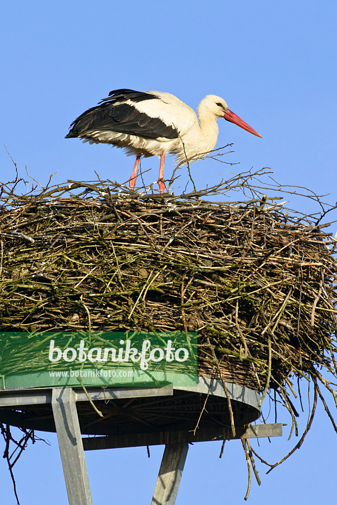 555002 - Weißstorch (Ciconia ciconia) steht in seinem Nest und hält Ausschau vor blauem Himmel